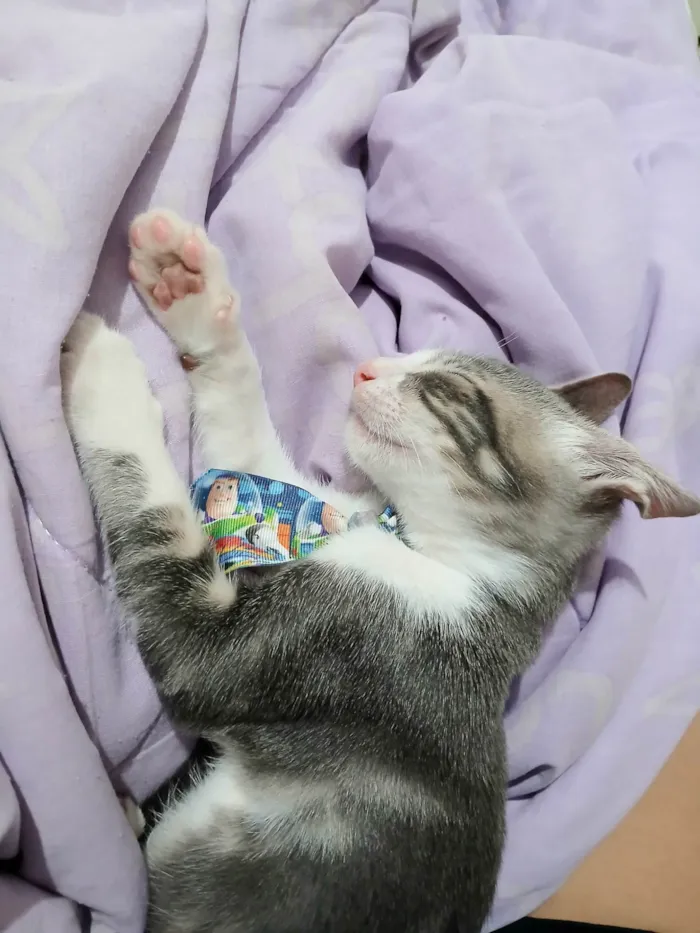 Gato ra a SRD-ViraLata idade 2 a 6 meses nome Matteo
