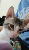 Matteo