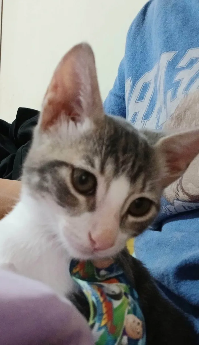 Gato ra a SRD-ViraLata idade 2 a 6 meses nome Matteo
