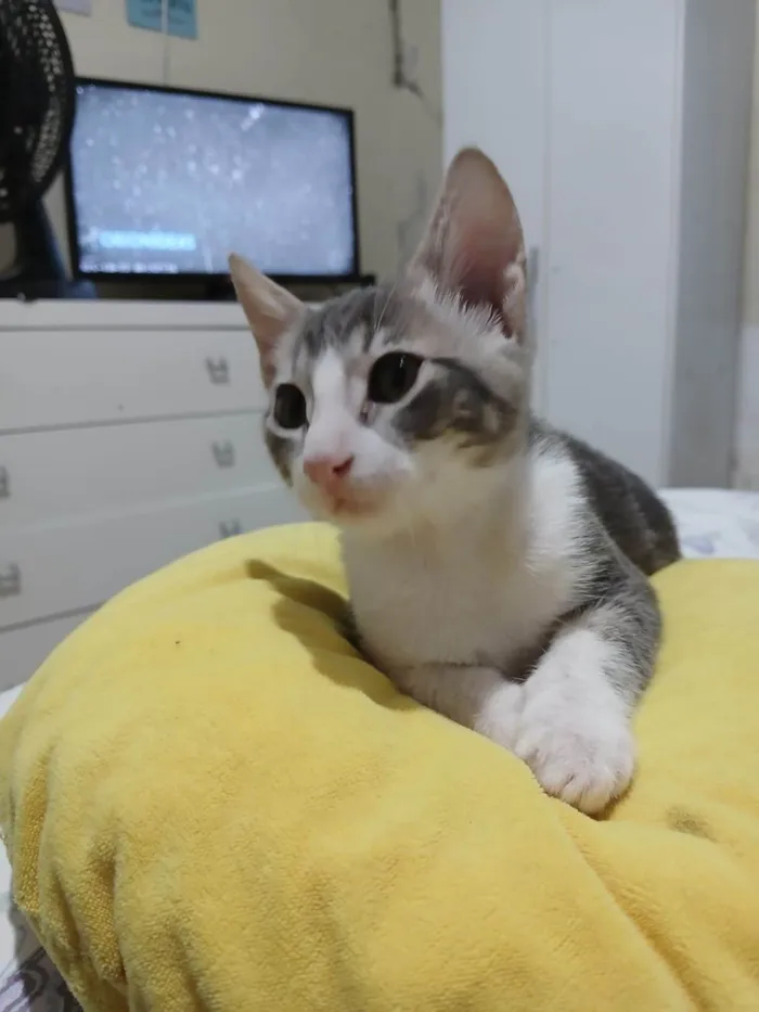 Gato ra a SRD-ViraLata idade 2 a 6 meses nome Matteo