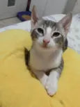 Matteo