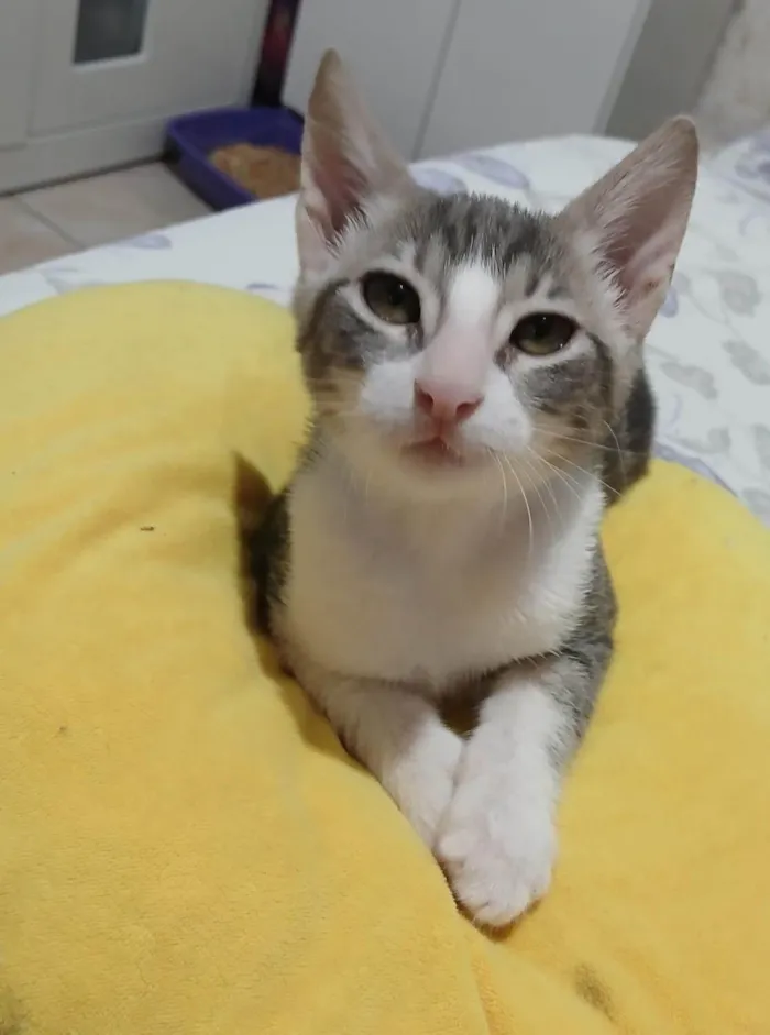 Gato ra a SRD-ViraLata idade 2 a 6 meses nome Matteo