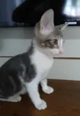 Matteo