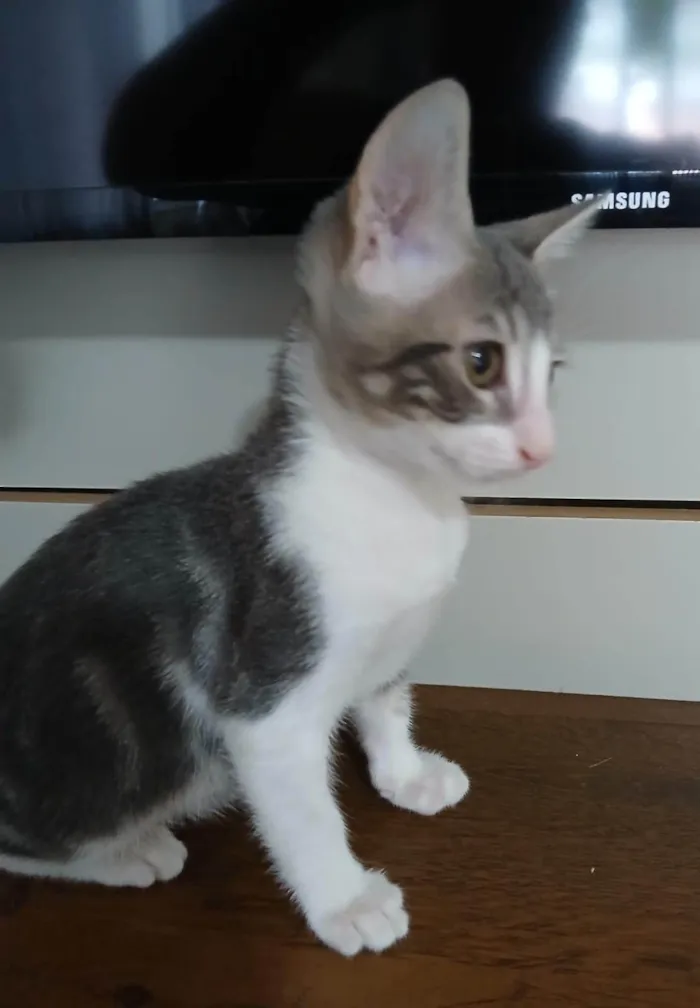 Gato ra a SRD-ViraLata idade 2 a 6 meses nome Matteo