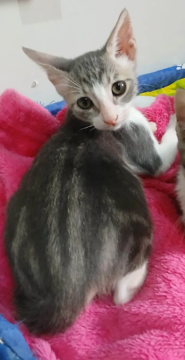 Gato ra a SRD-ViraLata idade 2 a 6 meses nome Matteo
