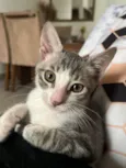 Matteo