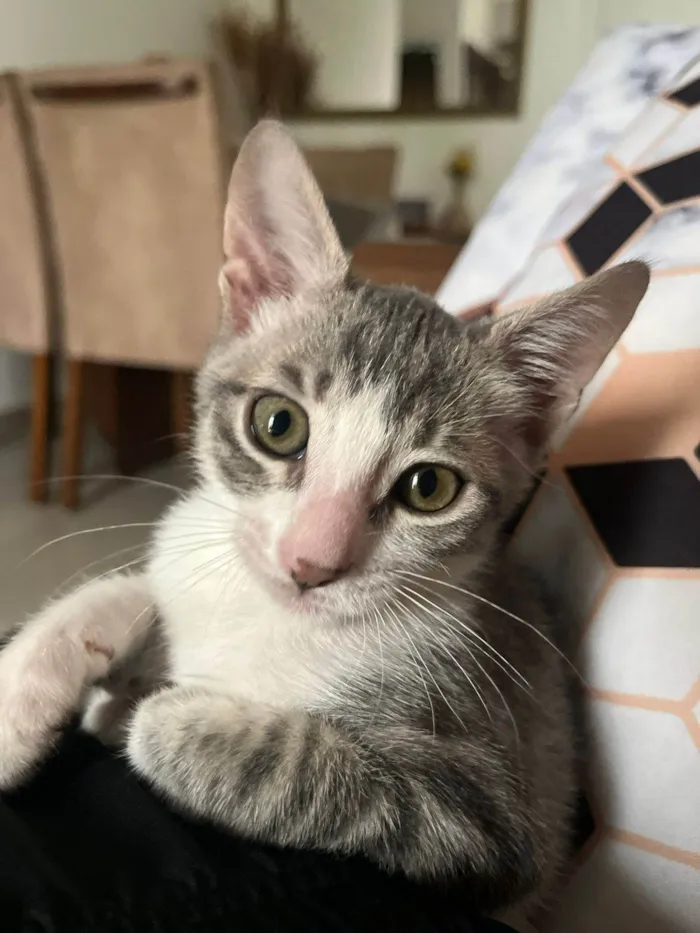 Gato ra a SRD-ViraLata idade 2 a 6 meses nome Matteo