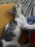 Matteo