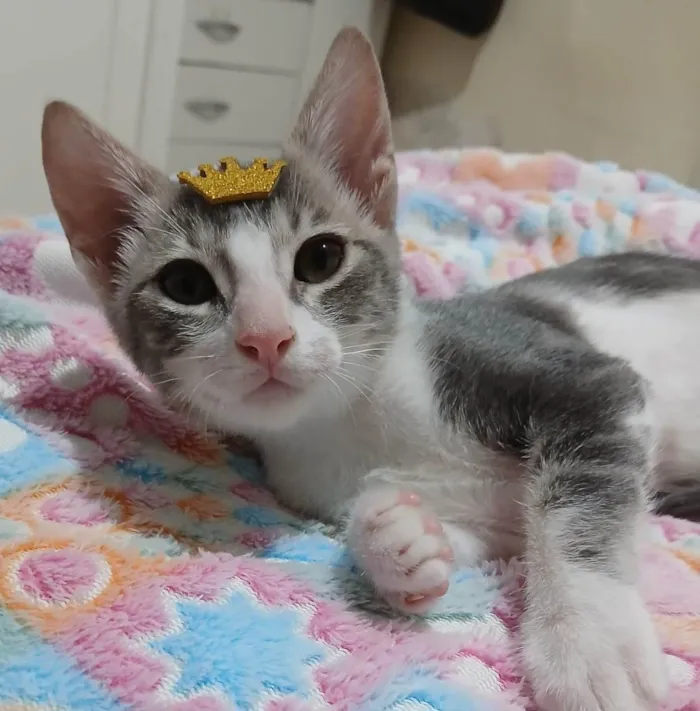 Gato ra a SRD-ViraLata idade 2 a 6 meses nome Matteo