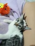 Amora