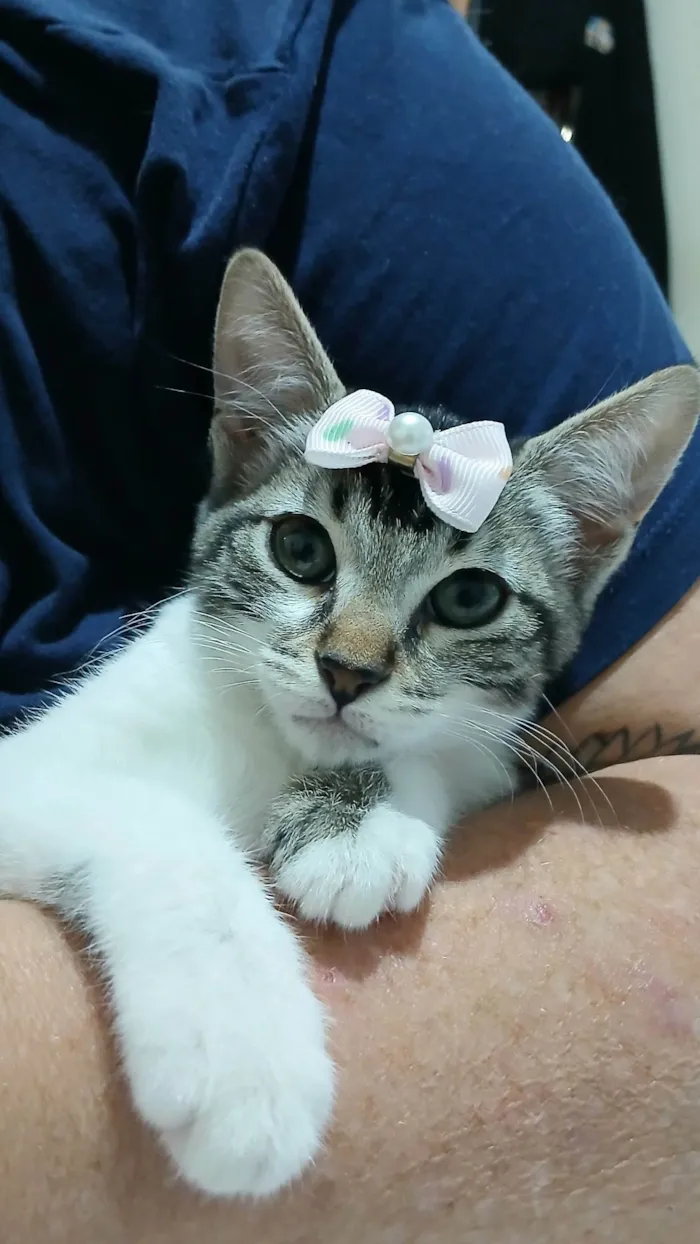 Gato ra a SRD-ViraLata idade 2 a 6 meses nome Amora
