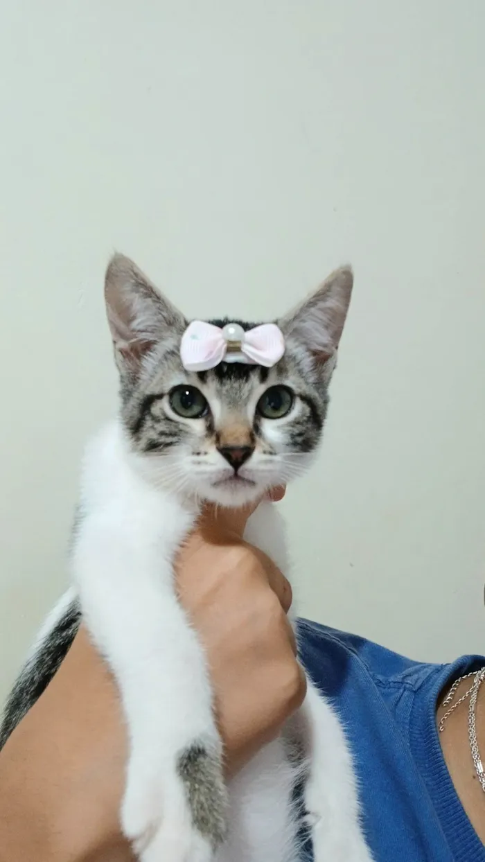 Gato ra a SRD-ViraLata idade 2 a 6 meses nome Amora