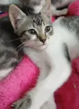 Amora