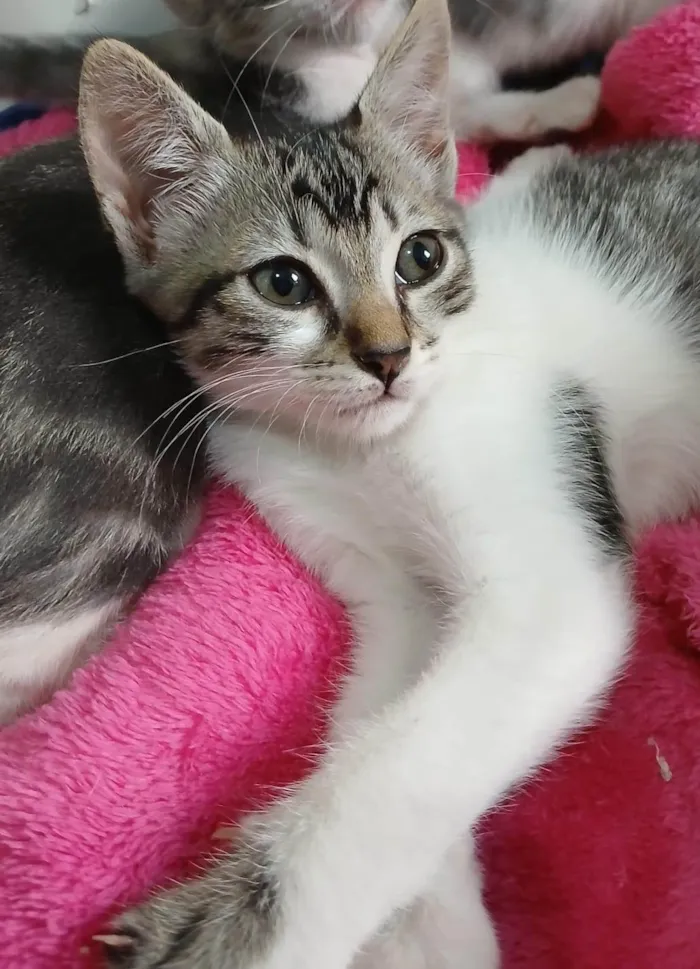 Gato ra a SRD-ViraLata idade 2 a 6 meses nome Amora