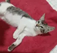 Amora