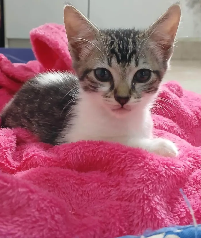 Gato ra a SRD-ViraLata idade 2 a 6 meses nome Amora