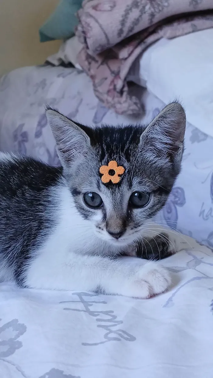 Gato ra a SRD-ViraLata idade 2 a 6 meses nome Amora