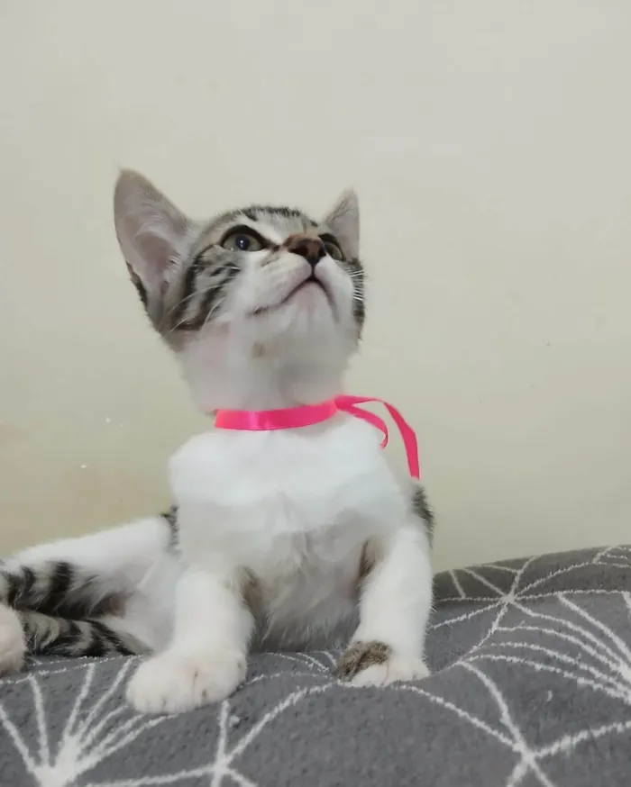 Gato ra a SRD-ViraLata idade 2 a 6 meses nome Amora