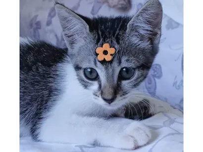 Gato raça SRD-ViraLata idade 2 a 6 meses nome Amora