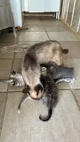 4 Filhotinhos de gato
