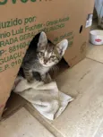 4 Filhotinhos de gato