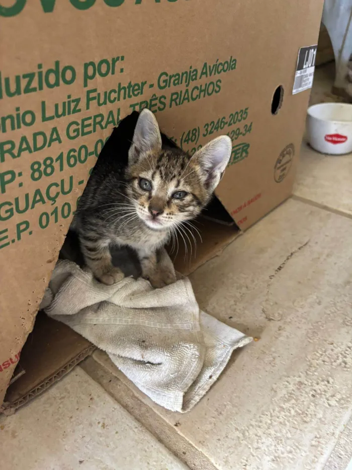 Gato ra a Siamês idade Abaixo de 2 meses nome 4 Filhotinhos de gato