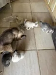4 Filhotinhos de gato