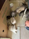 4 Filhotinhos de gato