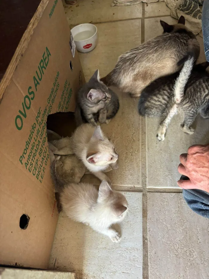 Gato ra a Siamês idade Abaixo de 2 meses nome 4 Filhotinhos de gato