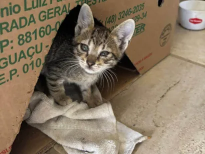 Gato raça Siamês idade Abaixo de 2 meses nome 4 Filhotinhos de gato