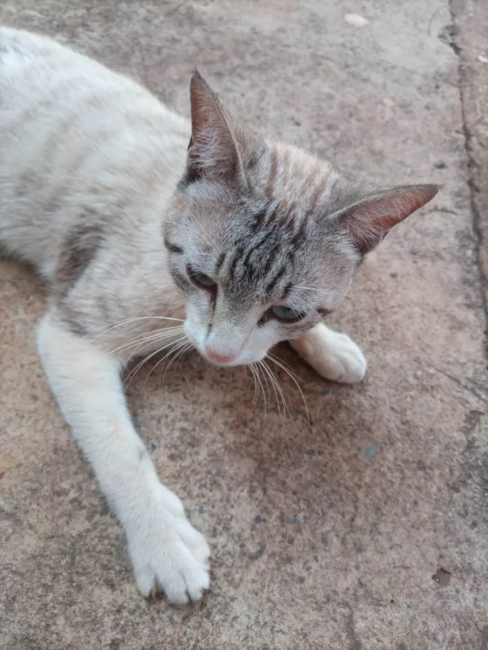 Gato ra a SRD-ViraLata idade 4 anos nome Não tem nome