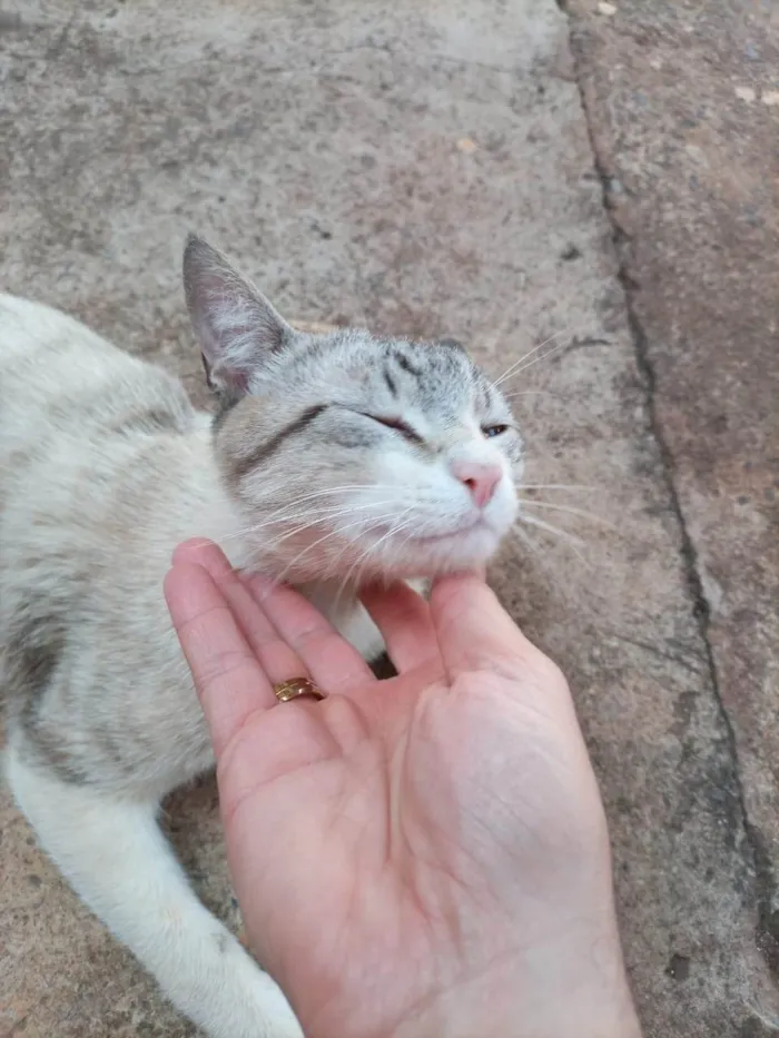 Gato ra a SRD-ViraLata idade 4 anos nome Não tem nome