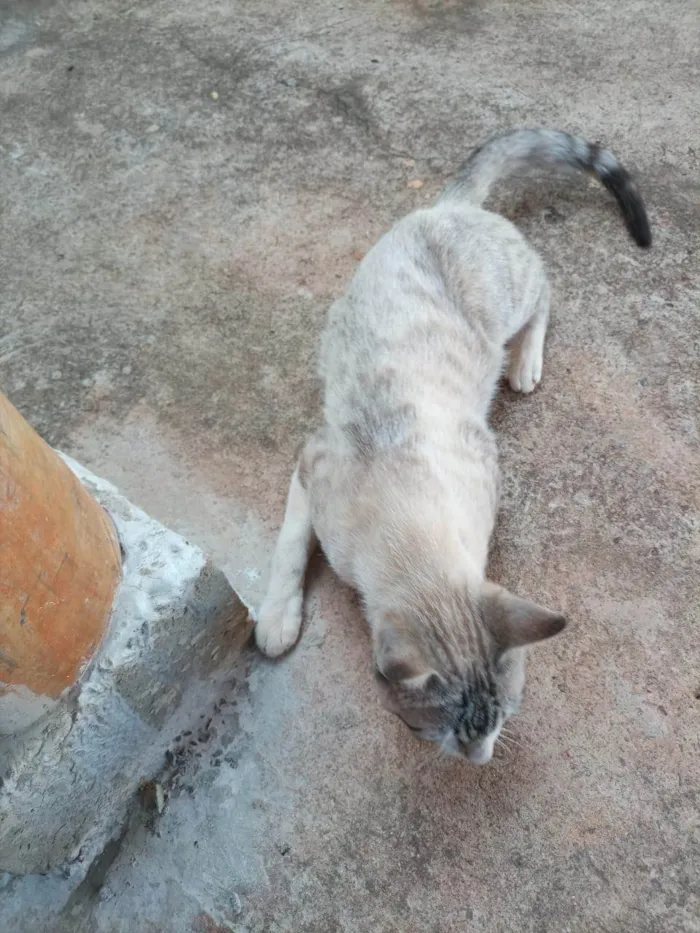 Gato ra a SRD-ViraLata idade 4 anos nome Não tem nome