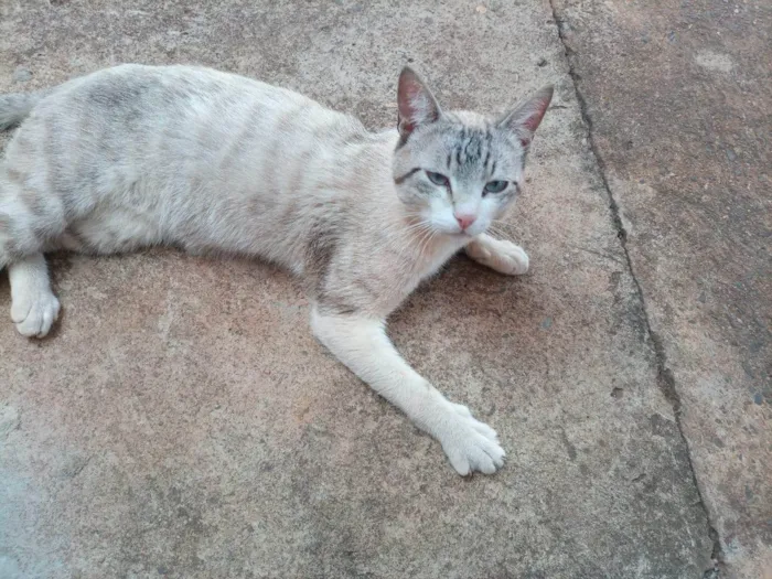 Gato ra a SRD-ViraLata idade 4 anos nome Não tem nome