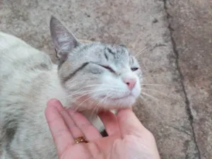 Gato raça SRD-ViraLata idade 4 anos nome Não tem nome