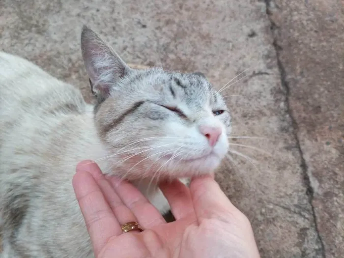 Gato ra a SRD-ViraLata idade 4 anos nome Não tem nome