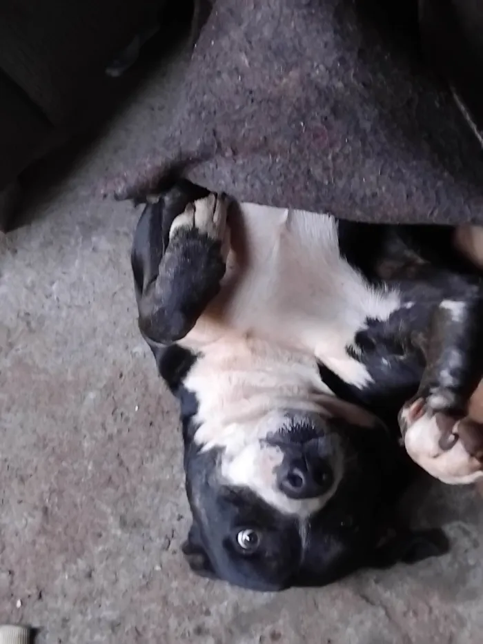 Cachorro raça Pit-Bull idade 6 ou mais anos nome Spike