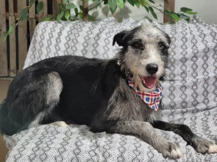 Cachorro ra a SRD-ViraLata idade 1 ano nome Juca