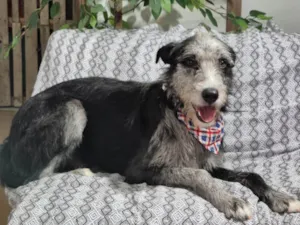 Cachorro raça SRD-ViraLata idade 1 ano nome Juca