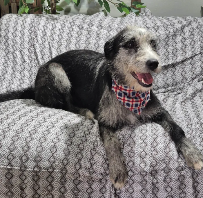 Cachorro ra a SRD-ViraLata idade 1 ano nome Juca