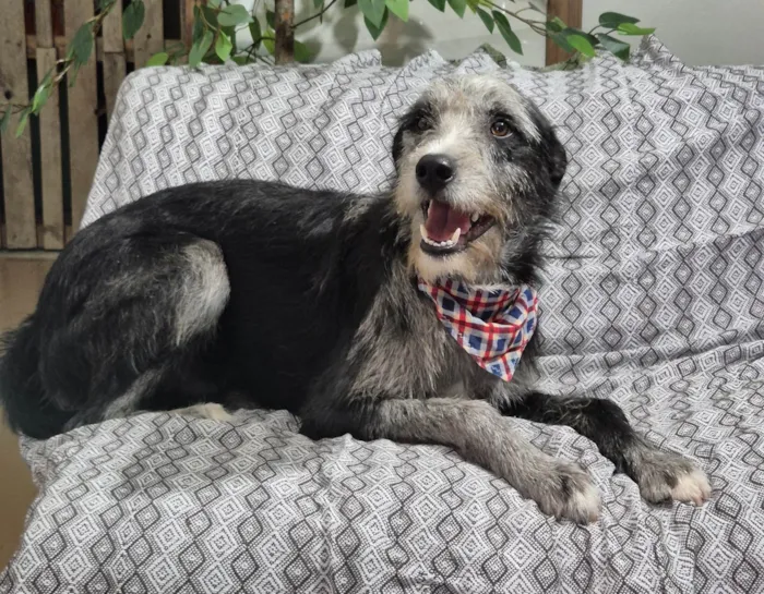 Cachorro ra a SRD-ViraLata idade 1 ano nome Juca