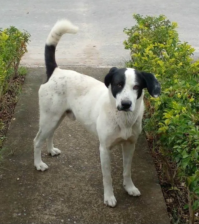 Cachorro ra a SRD-ViraLata idade 3 anos nome Chapinha