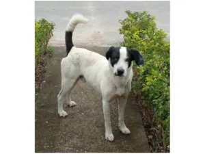 Cachorro raça SRD-ViraLata idade 3 anos nome Chapinha