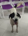Chapinha