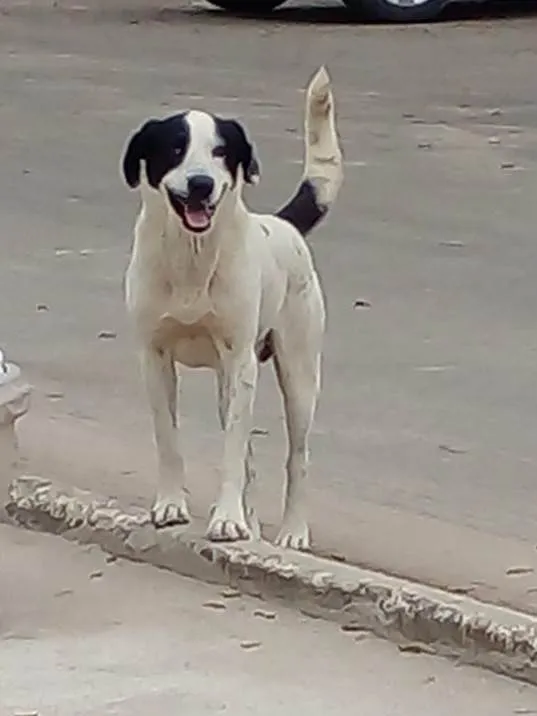 Cachorro ra a SRD-ViraLata idade 3 anos nome Chapinha