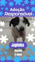 Chapinha
