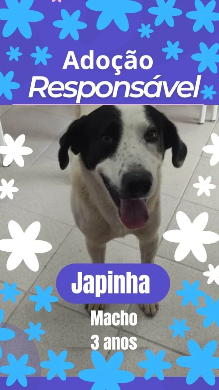 Cachorro ra a SRD-ViraLata idade 3 anos nome Chapinha