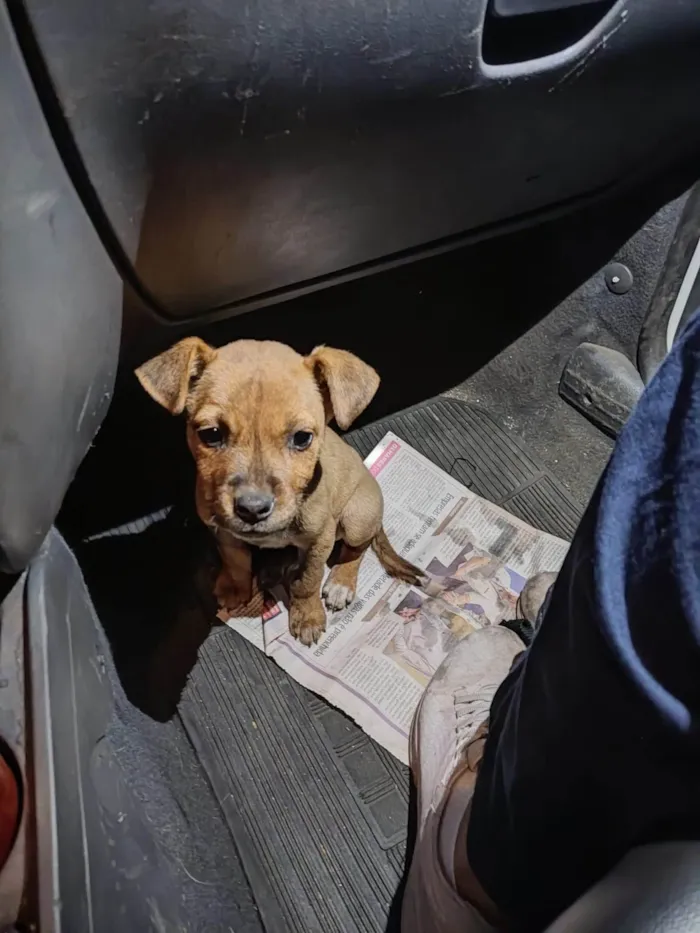 Cachorro ra a SRD-ViraLata idade Abaixo de 2 meses nome Pérola