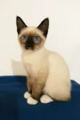 Caju