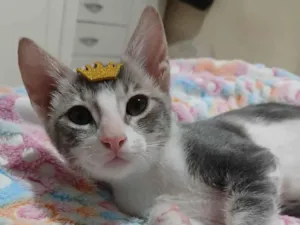 Gato raça SRD-ViraLata idade 2 a 6 meses nome Matteo